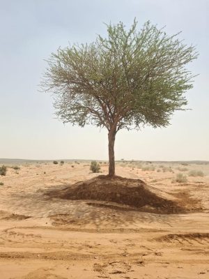 أمانة القصيم تعيد زراعة شجرتي طلح بمركز الظاهرية بعد تأثرهما بالعوامل الجوية