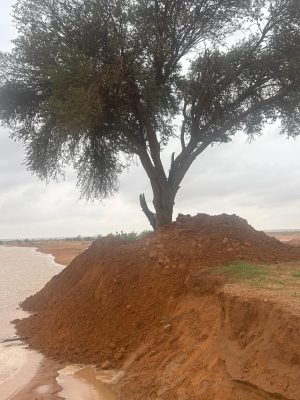 أمانة القصيم تعزز حماية الأشجار البرية في محافظة الشماسية