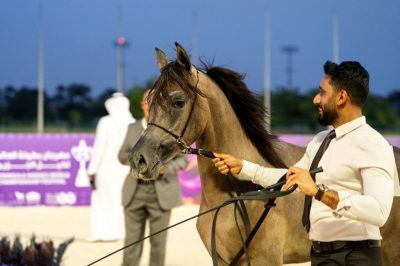 برعاية صاحب السمو الملكي الأمير بندر بن خالد الفيصل انطلاقة مهرجان بطولة العالم لخيل الجزيرة 2026