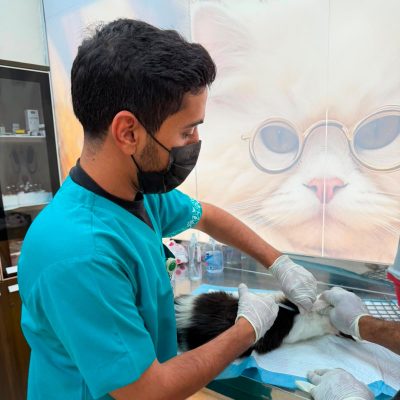 “وقاء” بمنطقة مكة المكرمة أطلق حملة لتحصين الحيوانات الأليفة ضد مرض السعار